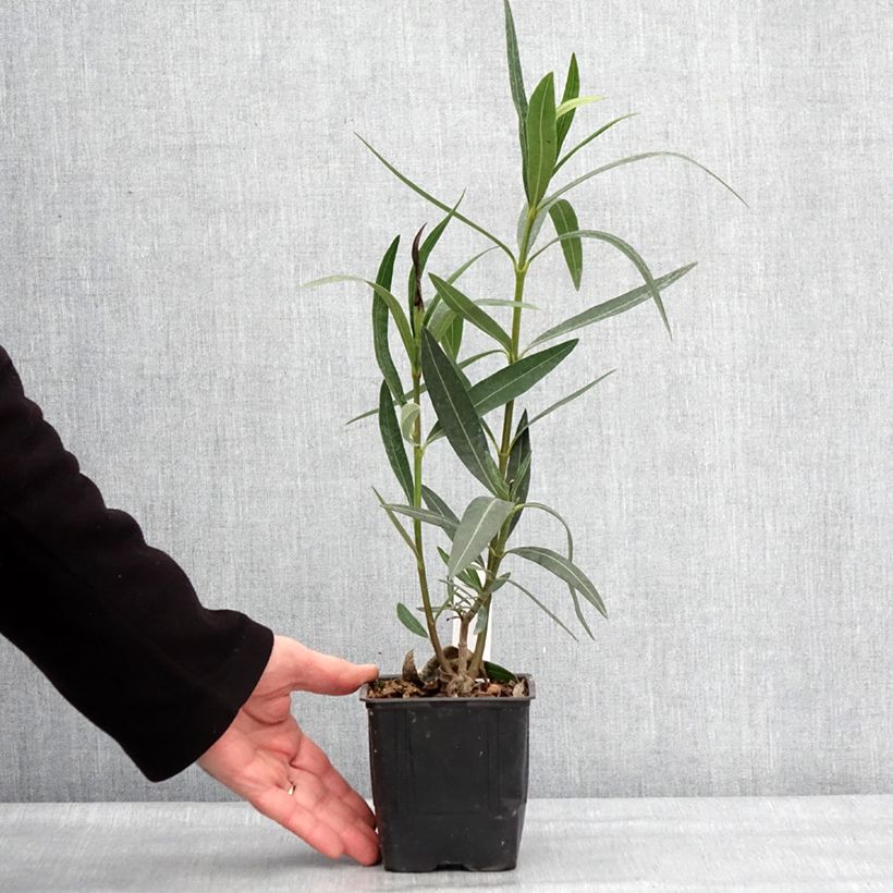 Nerium oleander Docteur Ragioneri - Oleandro Vaso da Ø 10 cm/11 cm esemplare consegnato in inverno