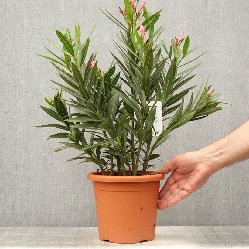 Esemplare di Nerium oleander Emilie - Oleandro Vaso da 3L/4L, A cespuglio consegnato in estate