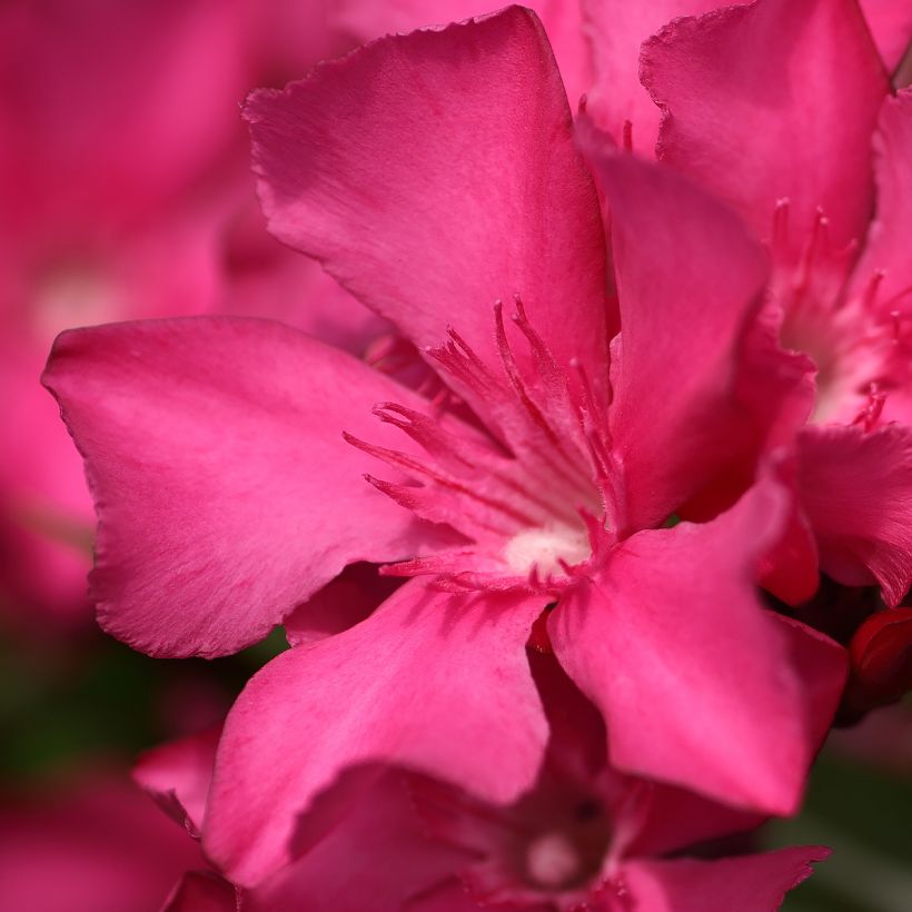 Nerium oleander Italia - Oleandro (Fioritura)
