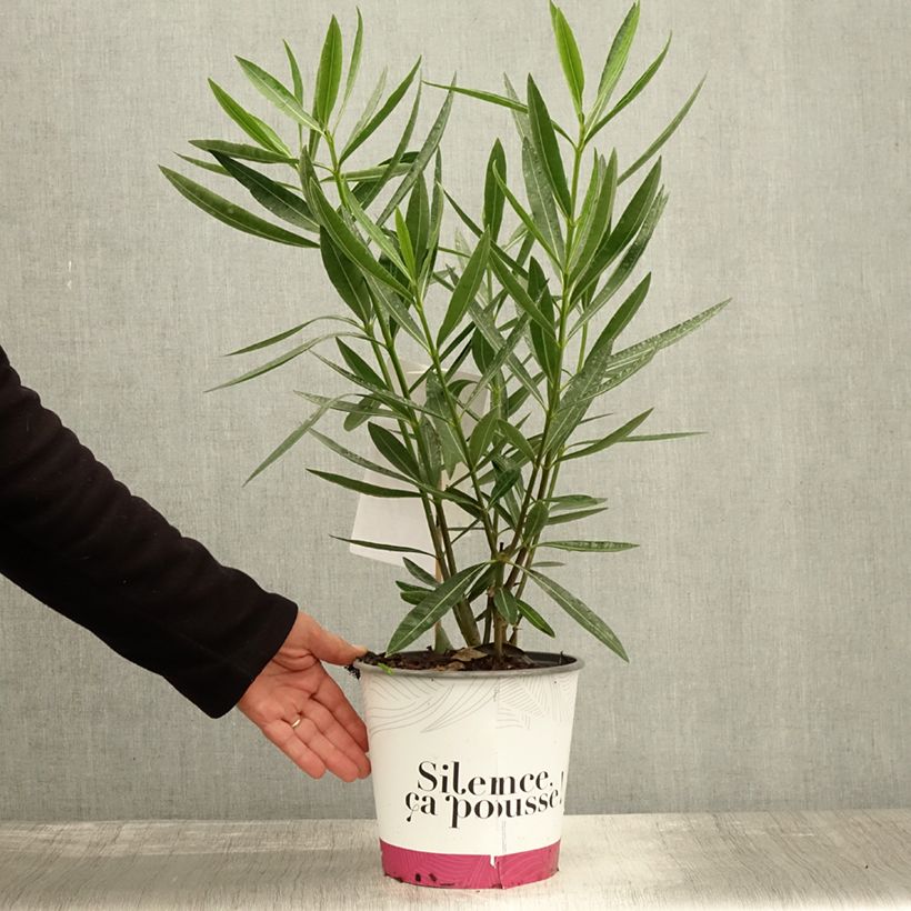 Esemplare di Nerium oleander Jannoch - Oleandro Vaso da 3L/4L come consegnato in autunno