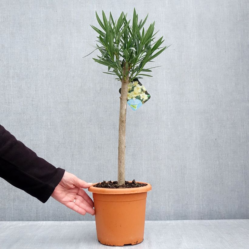 Esemplare di Nerium oleander Luteum Plenum - Oleandro Vaso da 2L/3L come consegnato in autunno