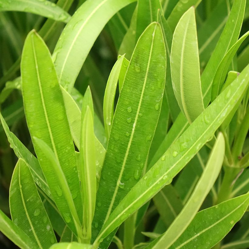 Nerium oleander Margarita – Oleandro (Fogliame)