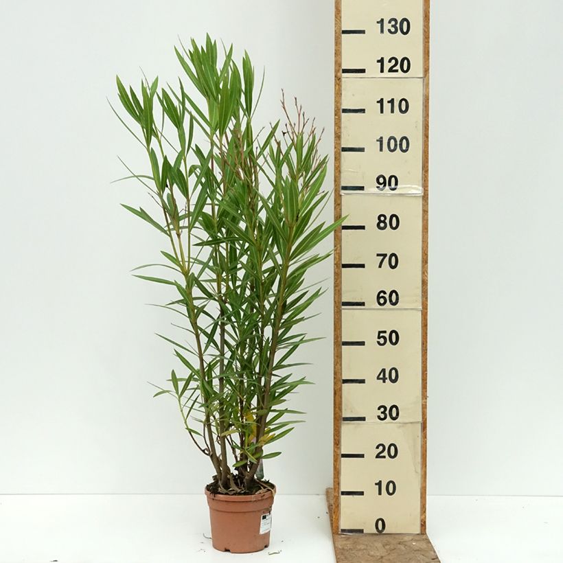 Esemplare di Nerium oleander Margarita – Oleandro Vaso da 3L/4L consegnato in estate