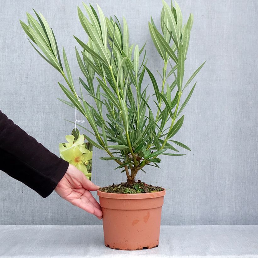 Esemplare di Nerium oleander Marie Gambetta - Oleandro Vaso da 3L/4L come consegnato in autunno