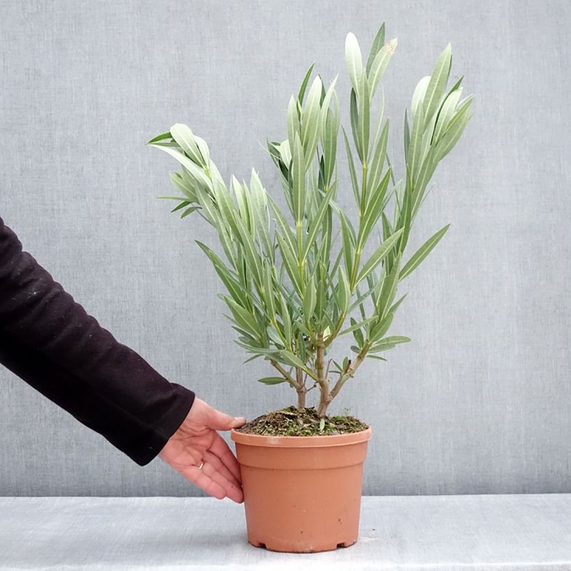 Nerium oleander Marie Gambetta - Oleandro Vaso da 3L/4L esemplare consegnato in inverno