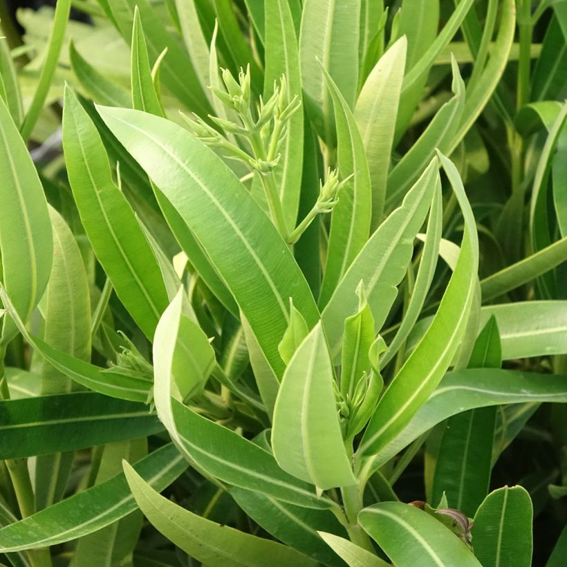 Nerium oleander Marie Gambetta - Oleandro (Fogliame)