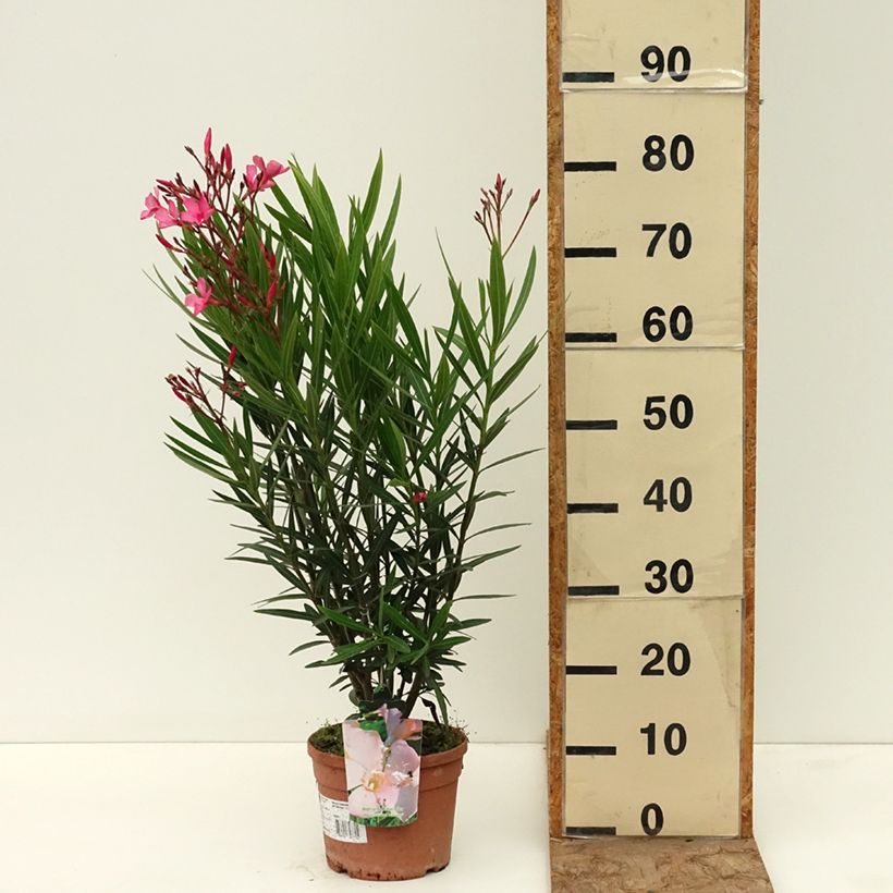Nerium oleander Maurin des Maures – Oleandro Vaso da 3L/4L esemplare consegnato in primavera
