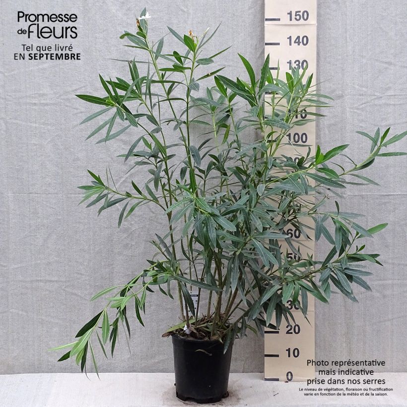 Esemplare di Nerium oleander White - Oleandro Vaso da 6L/7L come consegnato in autunno