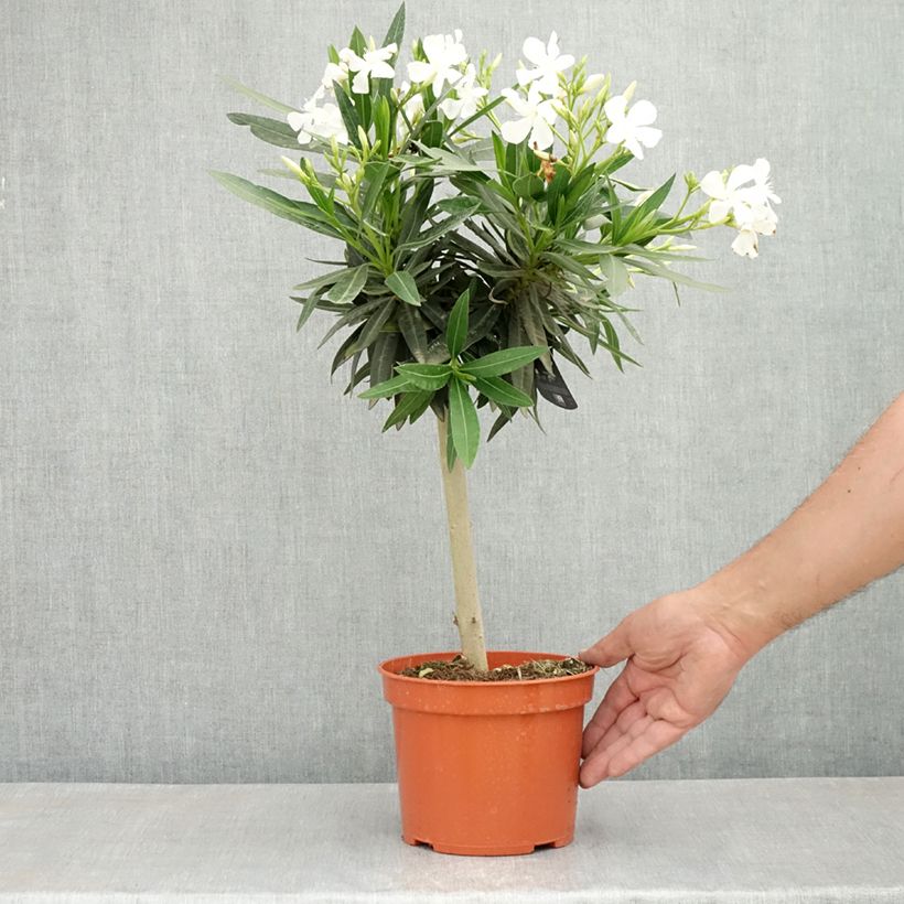 Nerium oleander White - Oleandro Vaso da 2L/3L esemplare consegnato in primavera