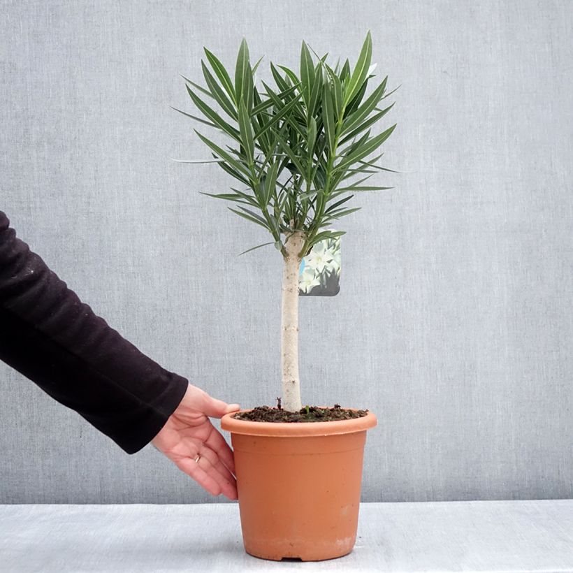 Nerium oleander White - Oleandro Vaso da 2L/3L esemplare consegnato in inverno