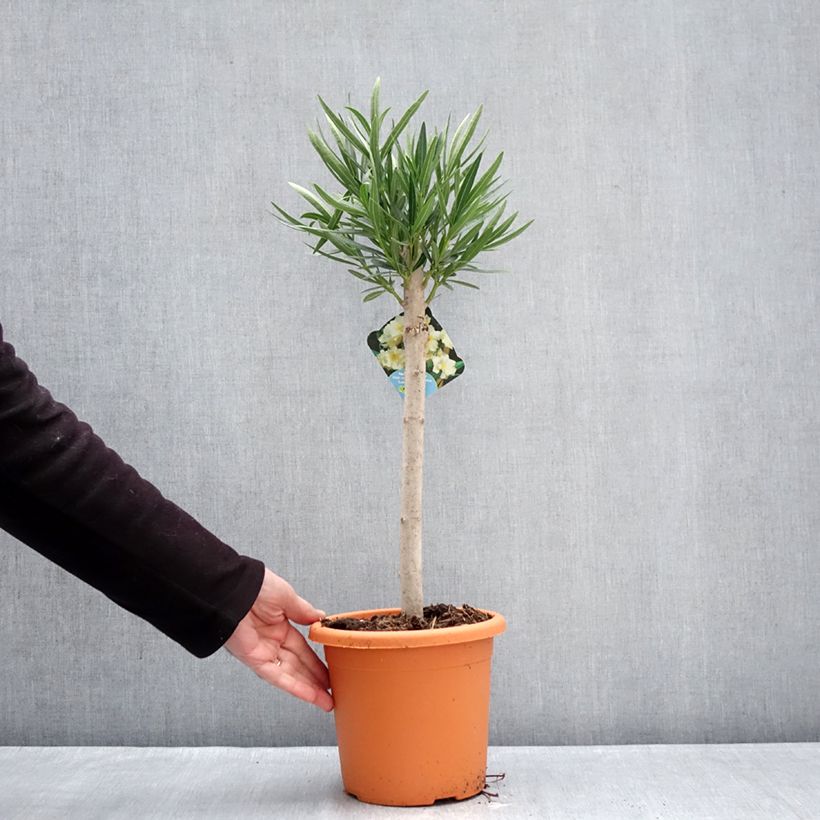 Nerium oleander Yellow - Oleandro Vaso da 2L/3L, Rosa a mini-alberello esemplare consegnato in inverno