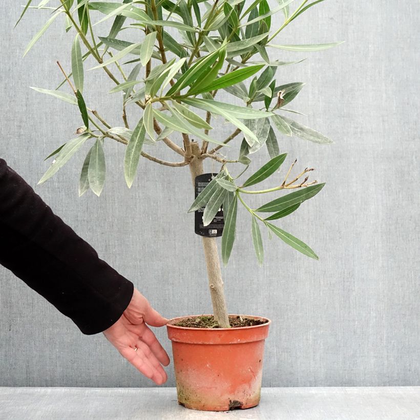 Nerium oleander - Oleandro Vaso da 2L/3L, Rosa a mini-alberello esemplare consegnato in inverno