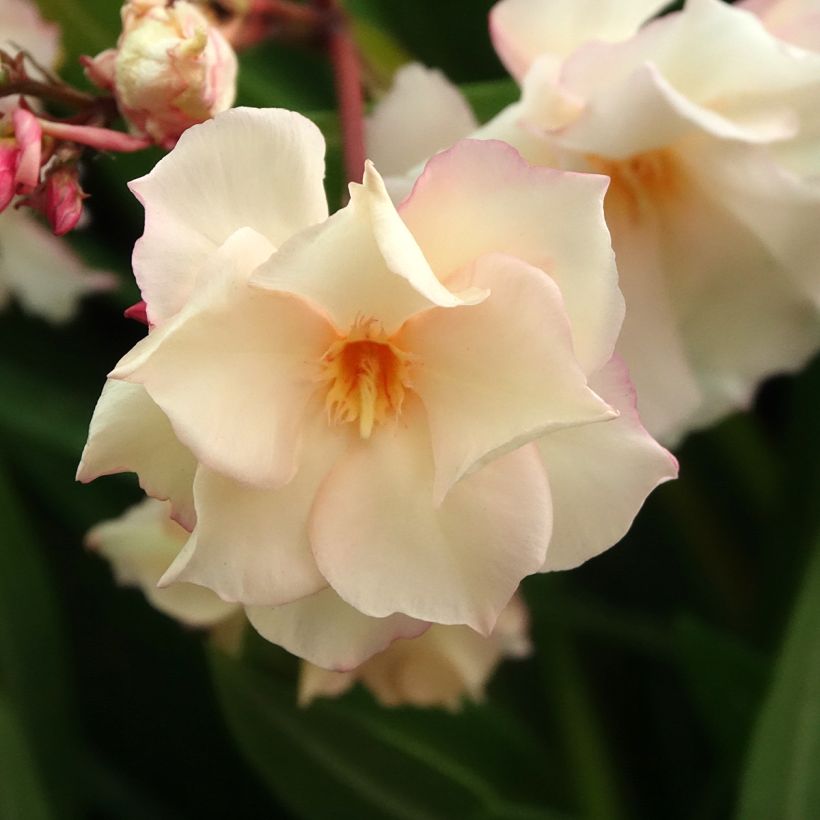 Nerium oleander Provence - Oleandro (Fioritura)