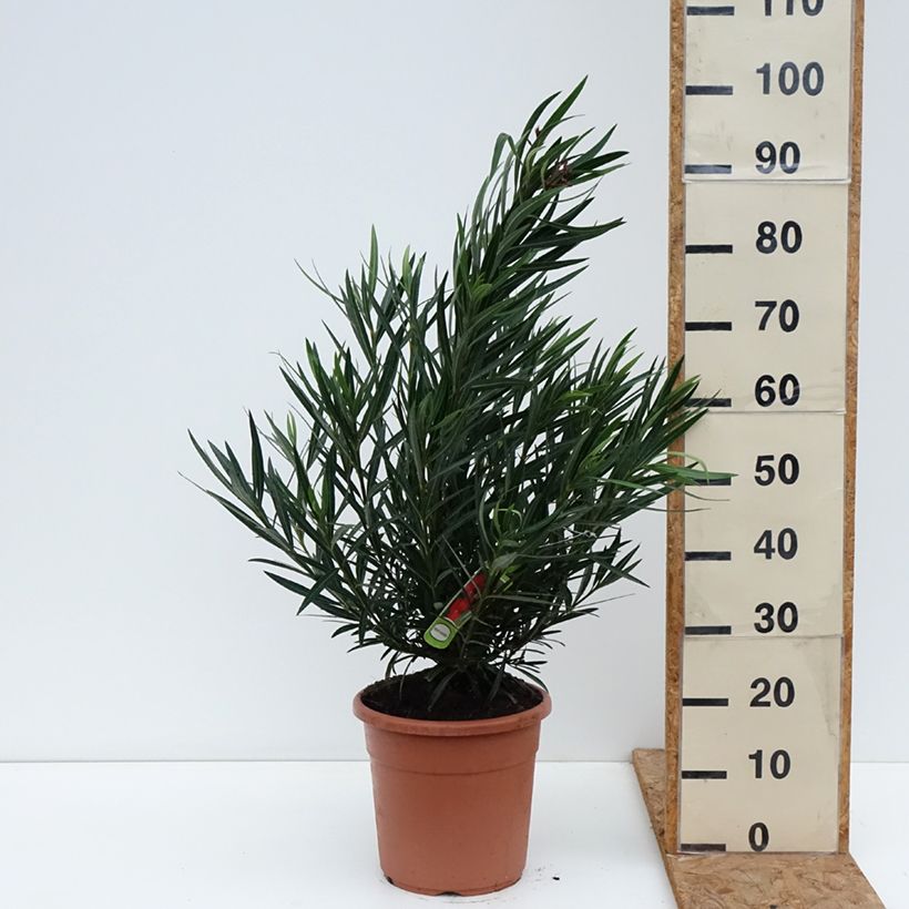 Esemplare di Nerium oleander Provence - Oleandro Vaso da 3L/4L come consegnato in autunno