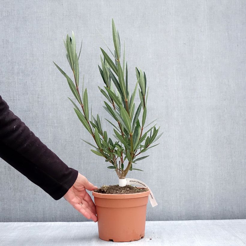 Nerium oleander Provence - Oleandro Vaso da 3L/4L esemplare consegnato in inverno