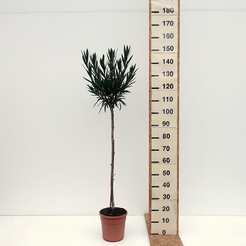 Esemplare di Nerium oleander Provence - Oleandro Vaso da 6L/7L come consegnato in autunno