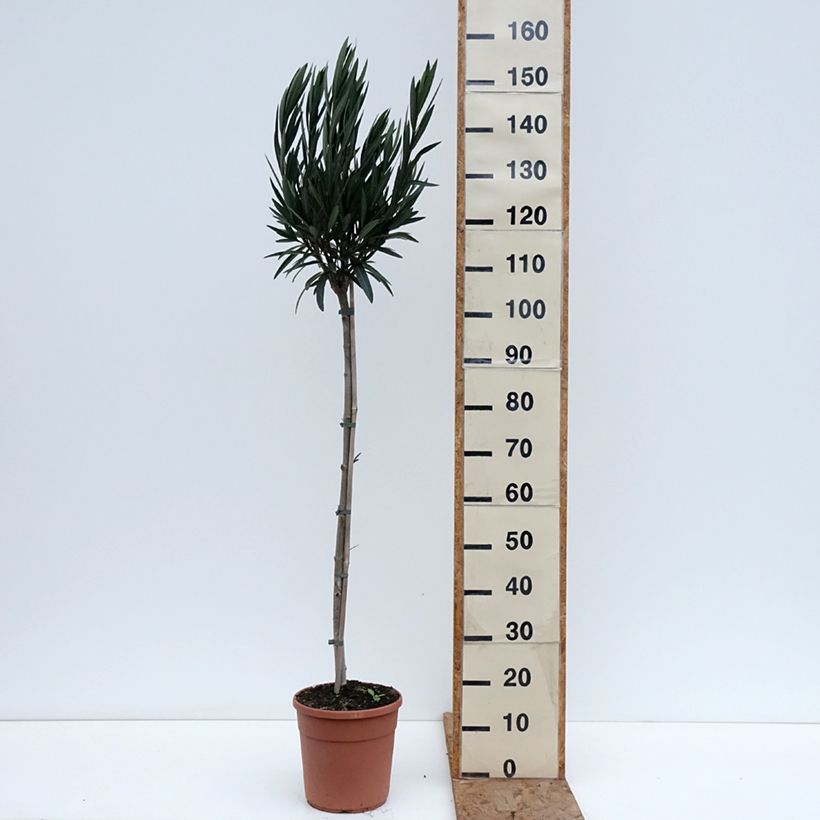 Nerium oleander Provence - Oleandro Vaso da 6L/7L esemplare consegnato in inverno