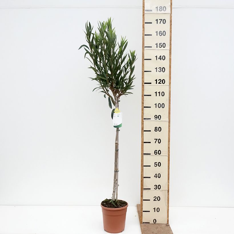 Nerium oleander Provence - Oleandro Vaso da 6L/7L, Vaso impalcato medio esemplare consegnato in primavera