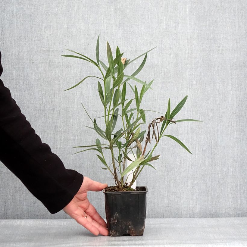 Nerium oleander Scarlet Beauty - Oleandro Vaso da Ø 10 cm/11 cm esemplare consegnato in inverno