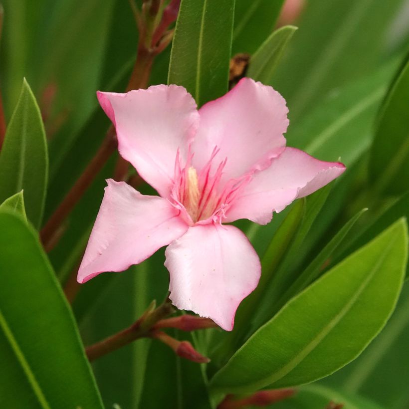 Nerium oleander Sealy Pink – Oleandro (Fioritura)