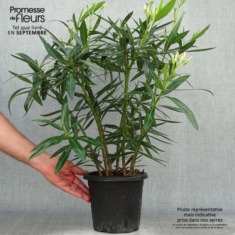 Esemplare di Nerium oleander Soeur Agnes - Oleandro Vaso da 3L/4L come consegnato in autunno