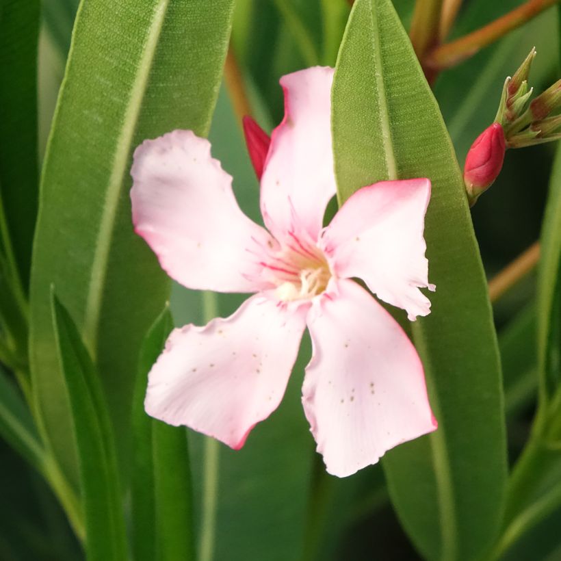 Nerium oleander Soeur Agnes - Oleandro (Fioritura)