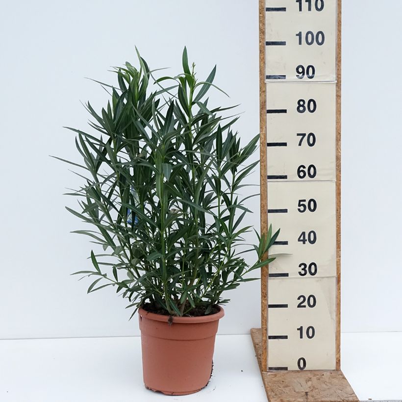 Nerium oleander Soeur Agnes - Oleandro Vaso da 7,5L/10L esemplare consegnato in inverno