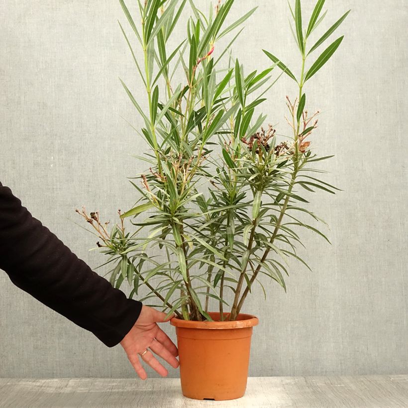 Esemplare di Nerium oleander Soleil Levant - Oleandro Vaso da 3L/4L come consegnato in autunno