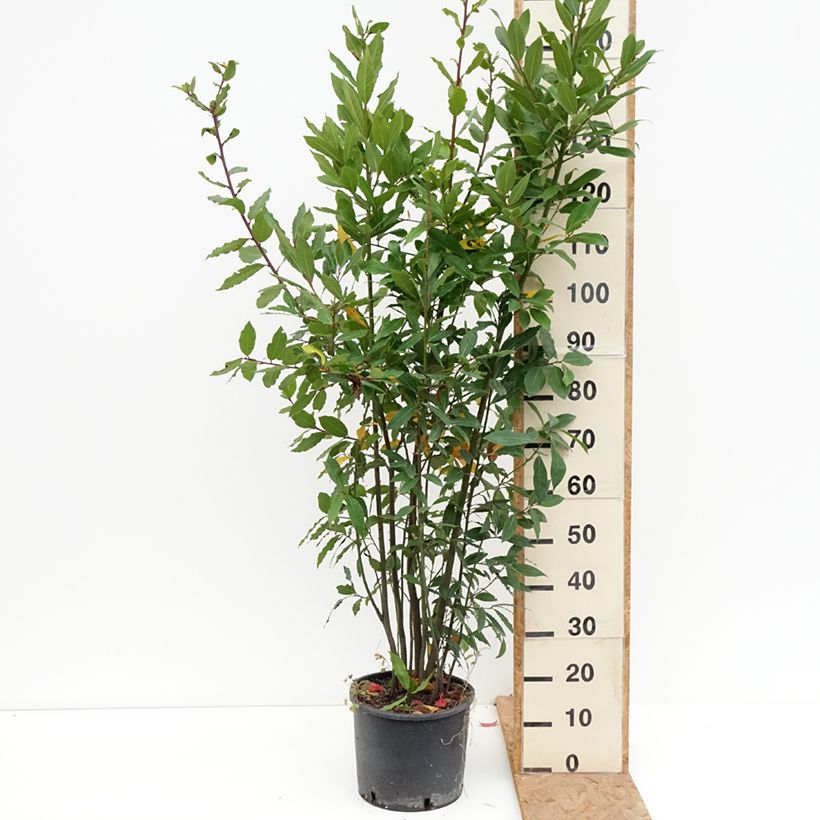 Esemplare di Laurus nobilis - Alloro Vaso da 7,5L/10L come consegnato in autunno