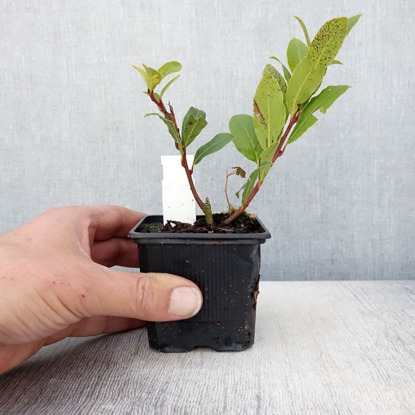 Laurus nobilis Little Laura 'Dan17' - Alloro Vasetto da 8/9 cm esemplare consegnato in primavera