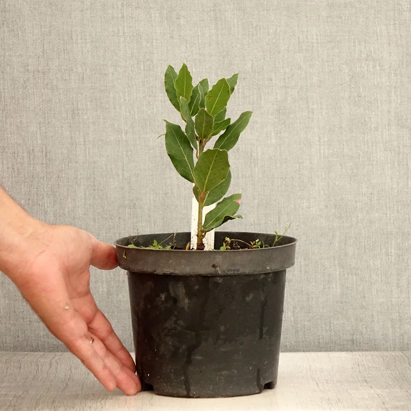 Esemplare di Laurus nobilis Little Laura 'Dan17' - Alloro Vaso da 3L/4L consegnato in estate