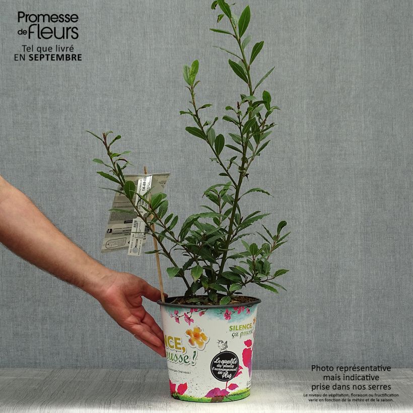 Esemplare di Laurus nobilis Little Ragu - Alloro Vaso da 4L/5L come consegnato in autunno
