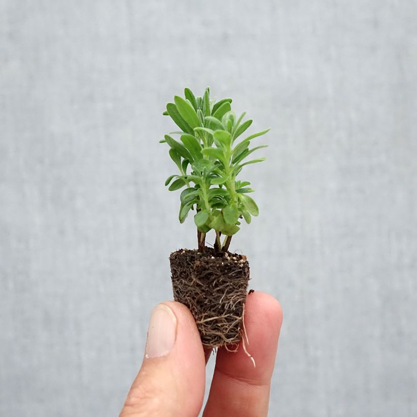 Esemplare di Lavandula angustifolia Munstead - Lavanda vera mini zolla... come consegnato in autunno