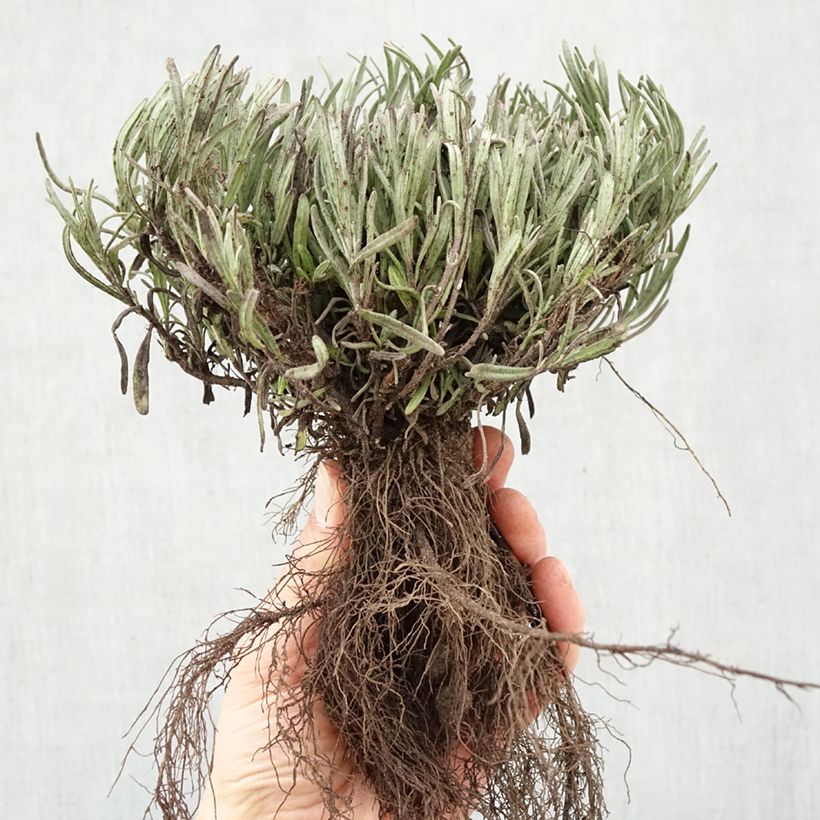 Lavandula angustifolia Munstead - Lavanda vera Piante piccole a radice nuda esemplare consegnato in inverno