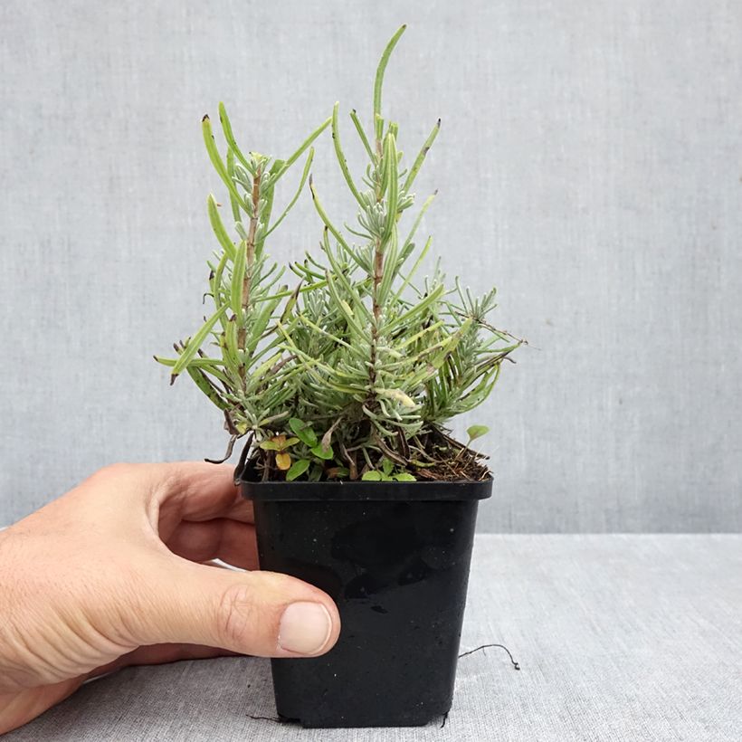 Esemplare di Lavandula angustifolia Arctic Snow - Lavanda vera Vasetto da 8/9 cm come consegnato in autunno