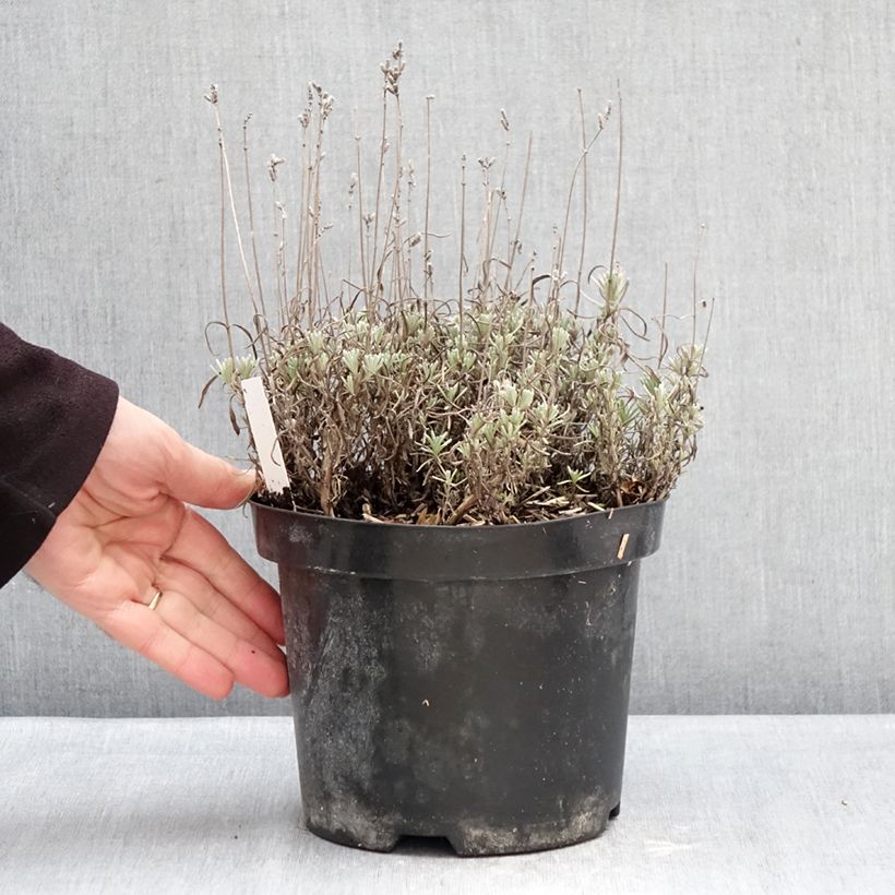 Lavandula angustifolia Arctic Snow - Lavanda vera Vaso da 2L/3L esemplare consegnato in inverno