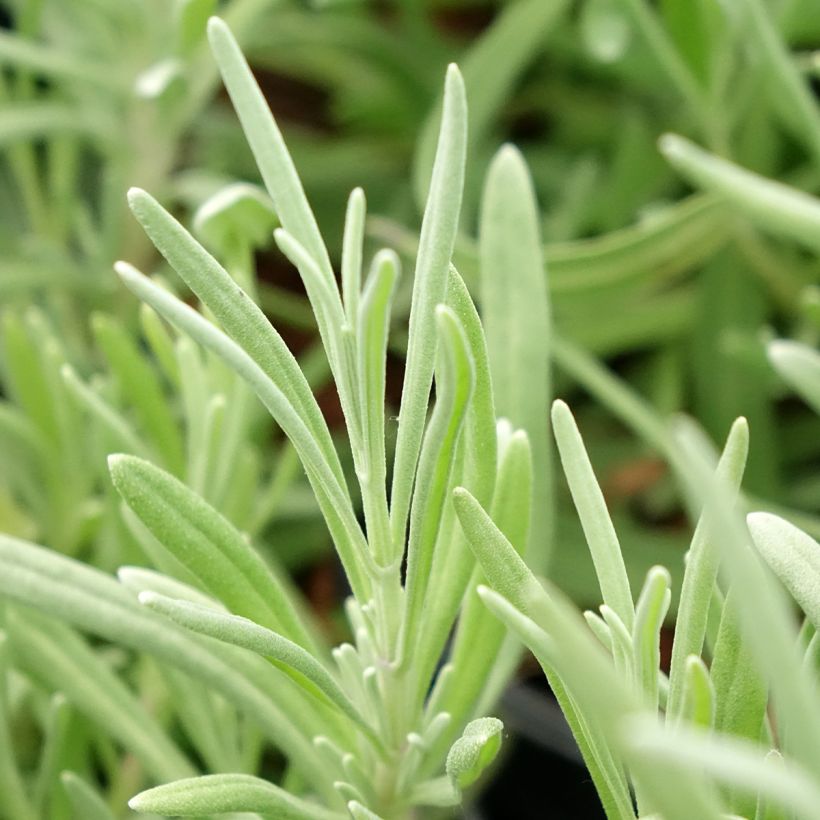 Lavandula latifolia - Lavanda (Fogliame)