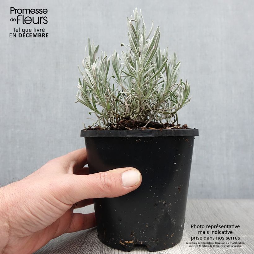 Esemplare di Lavandula intermedia Edelweiss - Lavandino Vaso da 1,5L/2L come consegnato in autunno