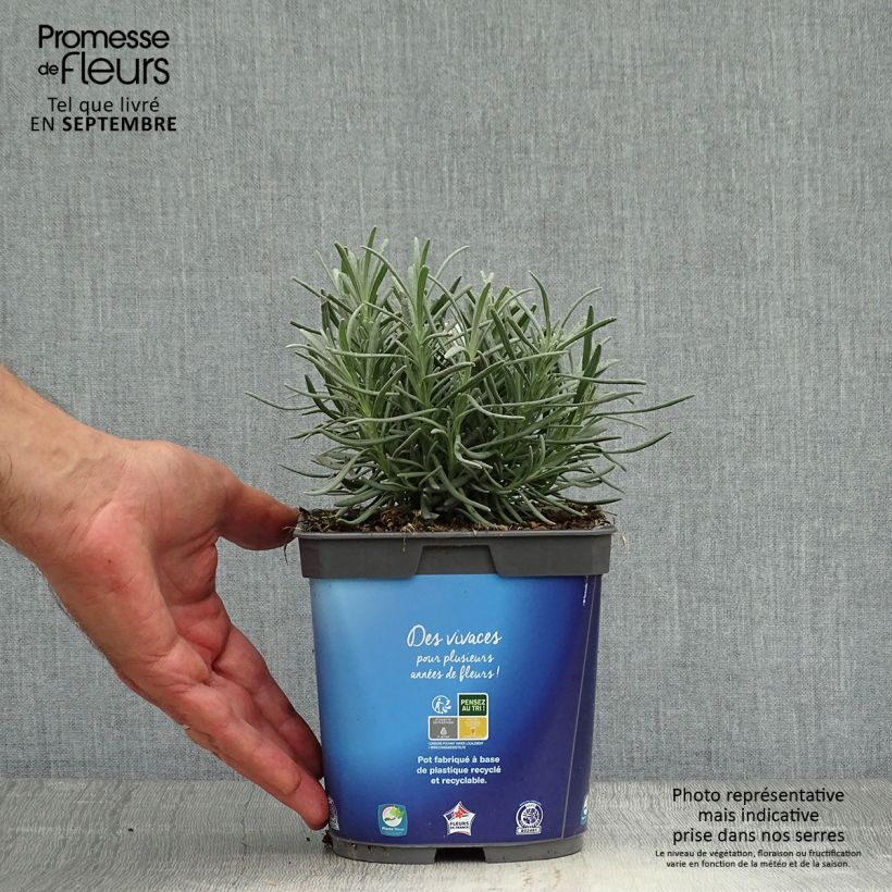 Esemplare di Lavandula intermedia Grosso - Lavandino Vaso da 2L/3L come consegnato in autunno