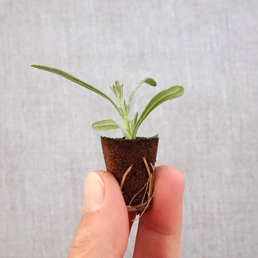 Lavandula intermedia Edelweiss - Lavandino mini zolla... esemplare consegnato in primavera