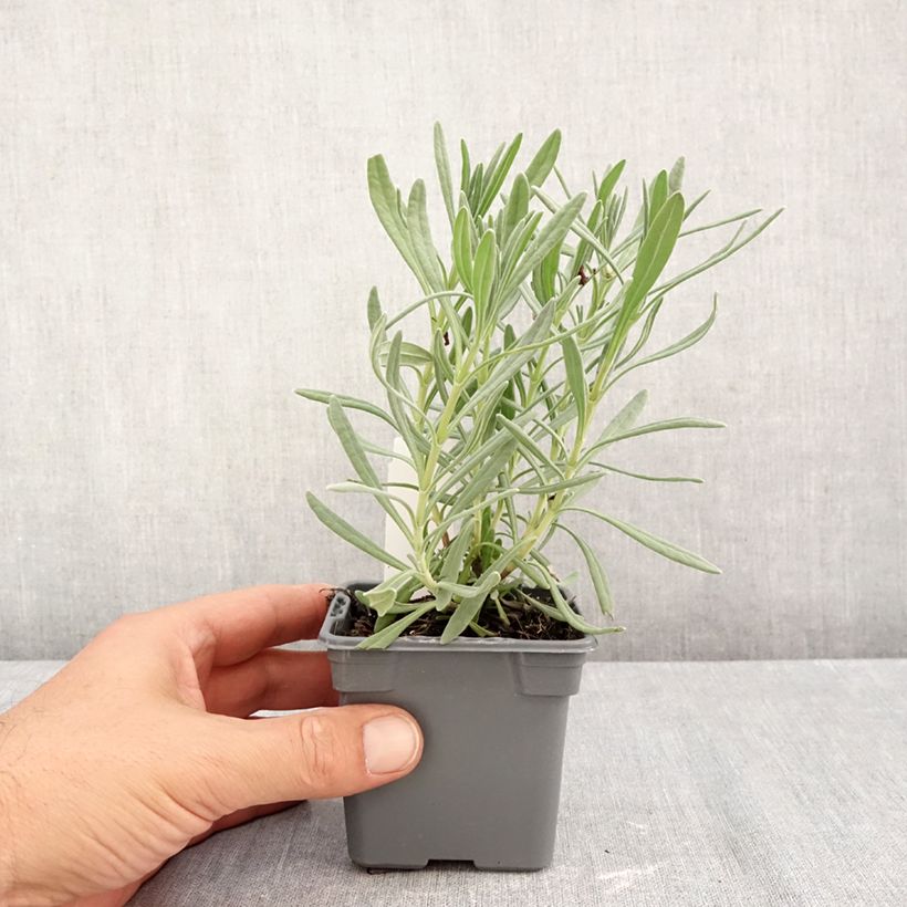 Esemplare di Lavandula intermedia Sensational! - Lavandino Vasetto da 8/9 cm come consegnato in autunno