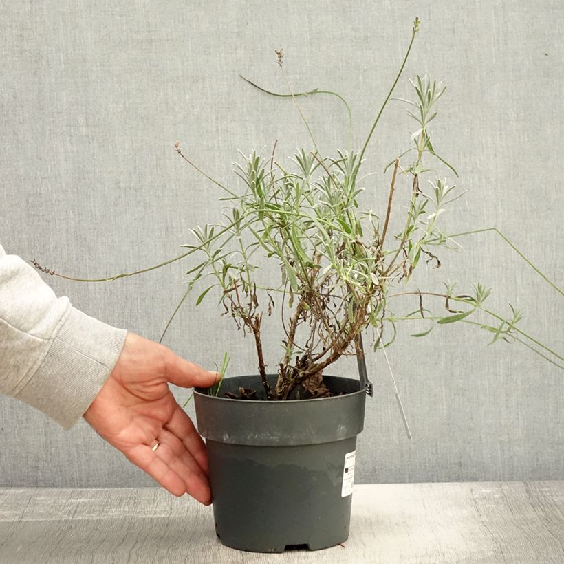 Esemplare di Lavandula intermedia Sensational! - Lavandino Vaso da 2L/3L come consegnato in autunno
