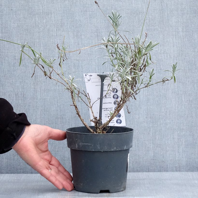 Lavandula intermedia Sensational! - Lavandino Vaso da 2L/3L esemplare consegnato in inverno