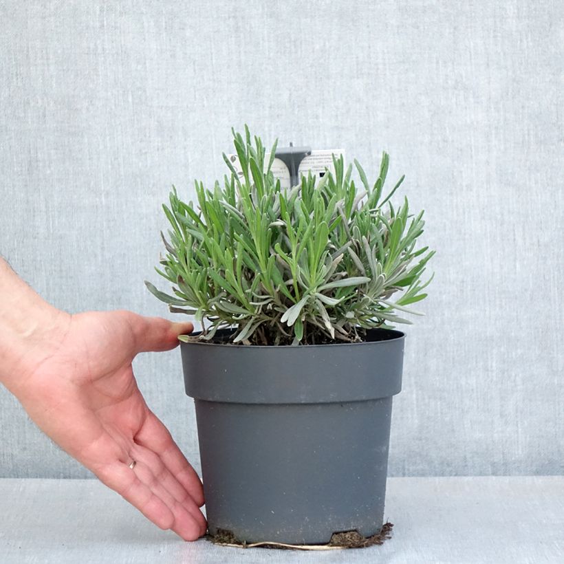 Lavandula intermedia Sensational! - Lavandino Vaso da 2L/3L esemplare consegnato in primavera