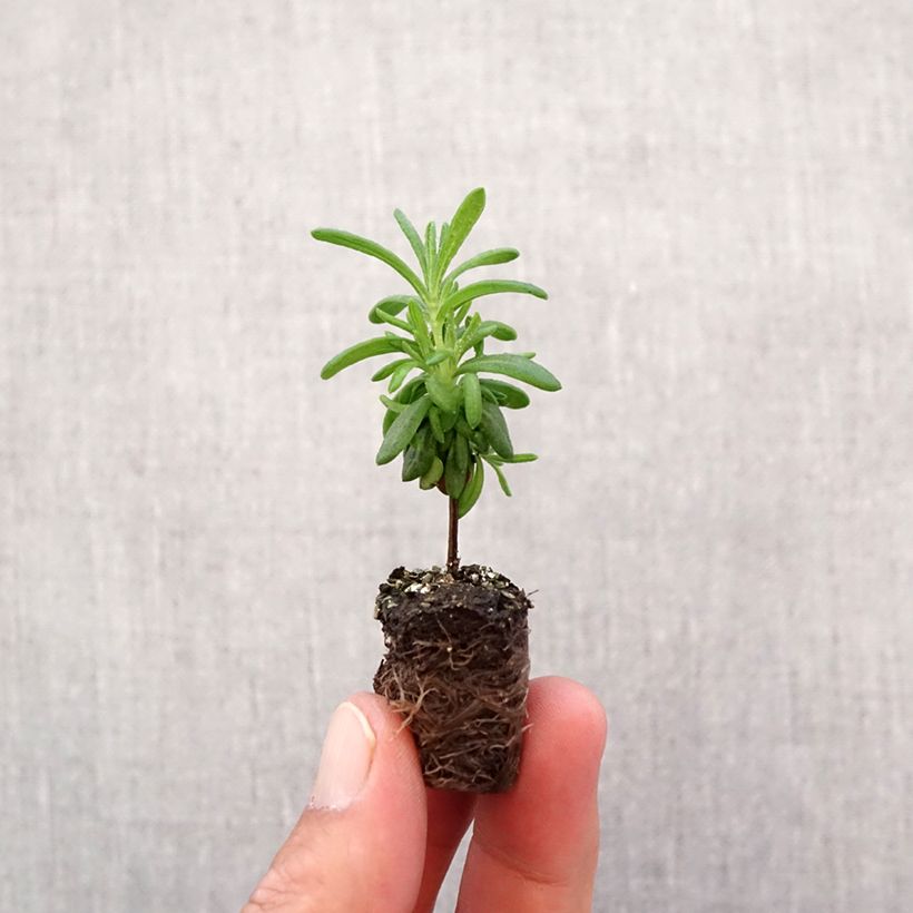 Esemplare di Lavandula stoechas Bandera Deep Purple - Lavanda selvatica Mini zolla Ø 1,5/2,5 cm come consegnato in autunno