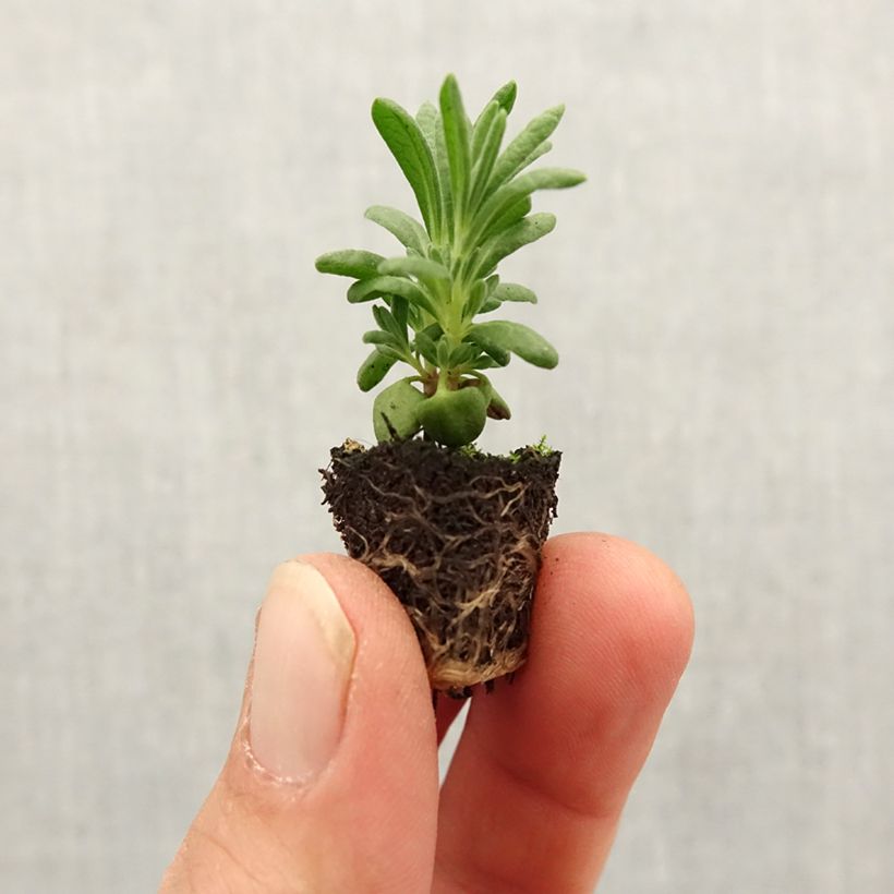 Lavandula stoechas Bandera Deep Purple - Lavanda selvatica Mini zolla Ø 1,5/2,5 cm esemplare consegnato in primavera
