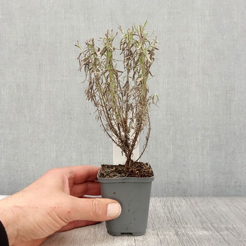 Lavandula stoechas The Princess - Lavanda selvatica Vasetto da 8/9 cm esemplare consegnato in primavera