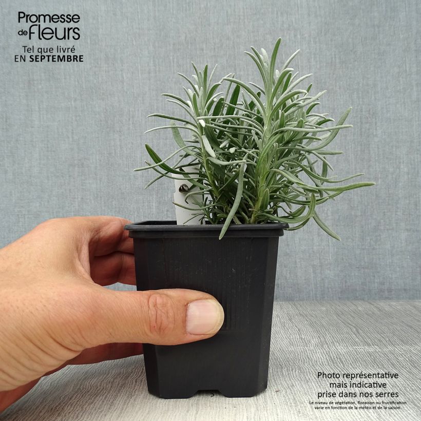 Esemplare di Lavandula intermedia Phenomenal 'Niko - Lavandino Vasetto da 8/9 cm come consegnato in autunno
