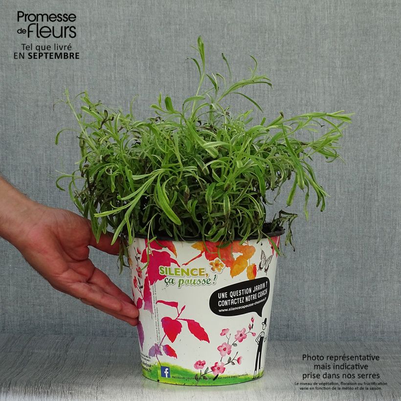 Esemplare di Lavandula intermedia Platinum Blonde - Lavandino Vaso da 4L/5L come consegnato in autunno