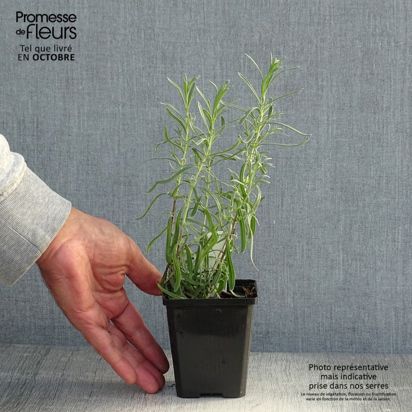 Esemplare di Lavandula angustifolia Dwarf Blue - Lavanda vera Vasetto da 8/9 cm come consegnato in autunno